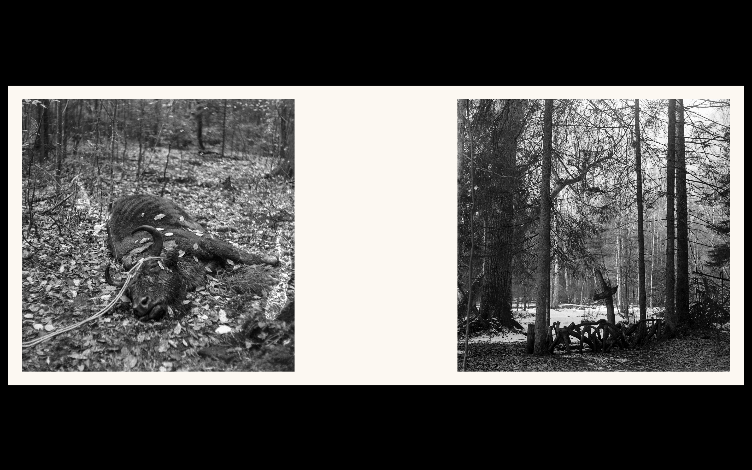 Białowieża, la forêt vivante de Simona Kossak & Lech Wilczek