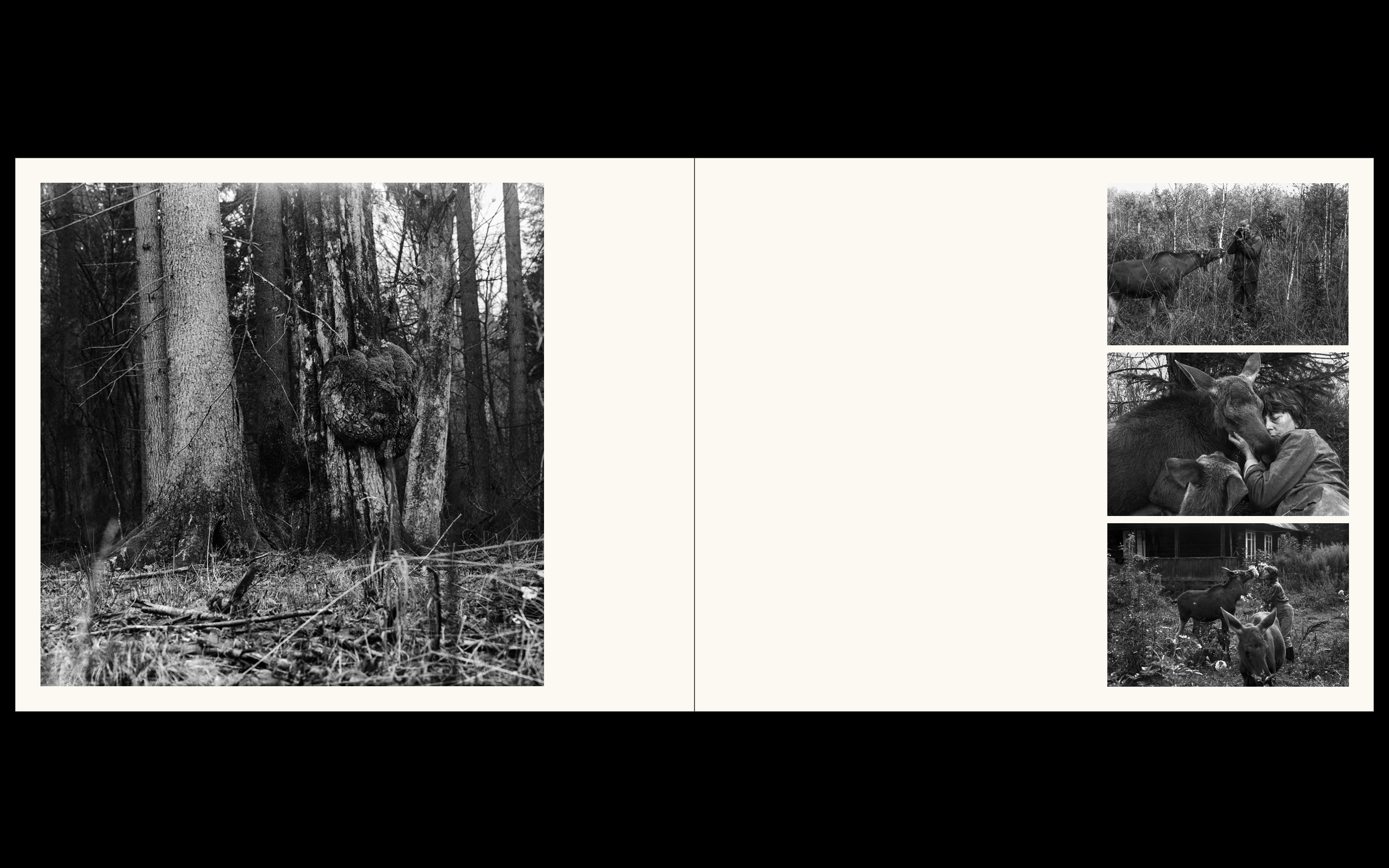 Białowieża, la forêt vivante de Simona Kossak & Lech Wilczek