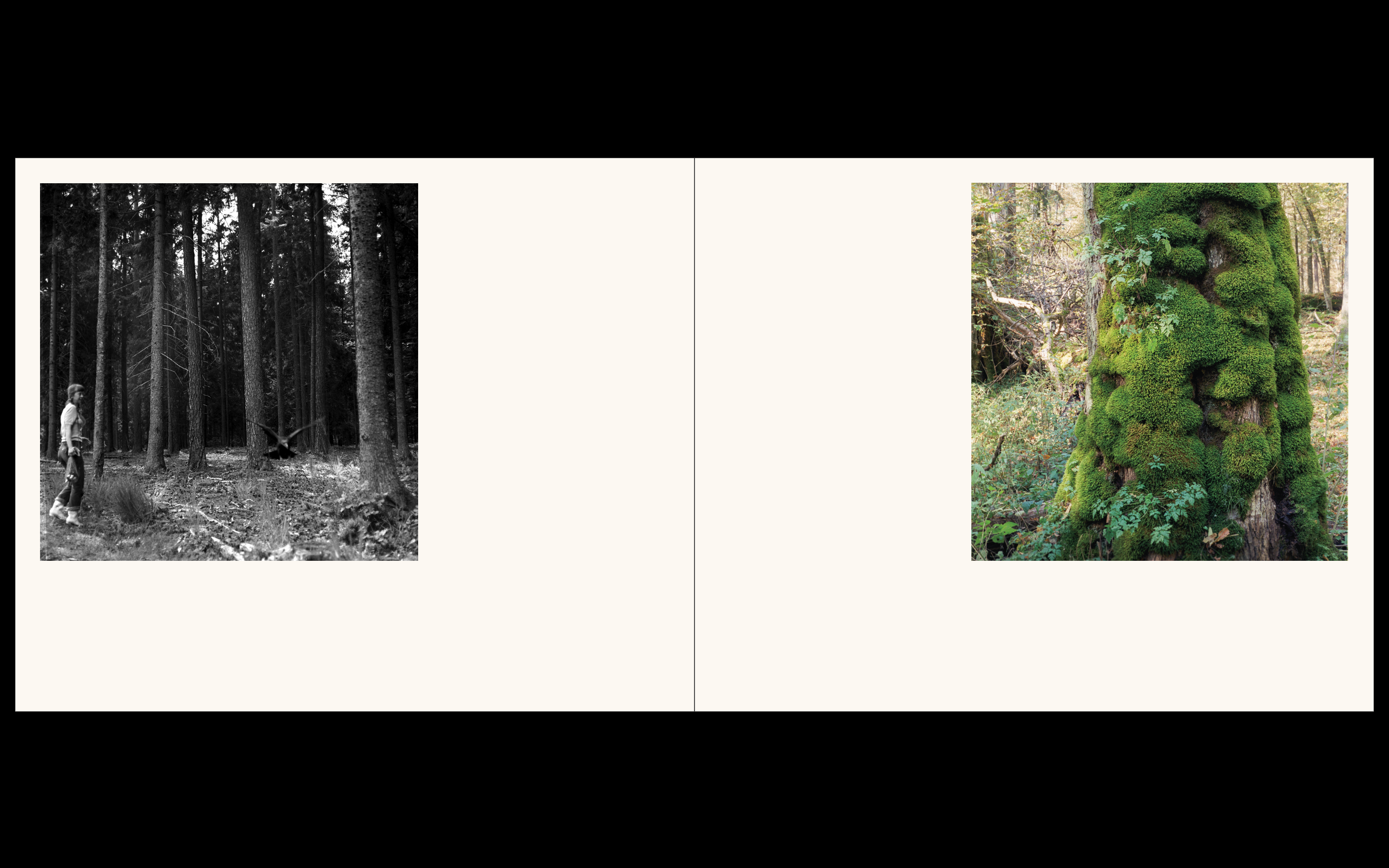 Białowieża, la forêt vivante de Simona Kossak & Lech Wilczek