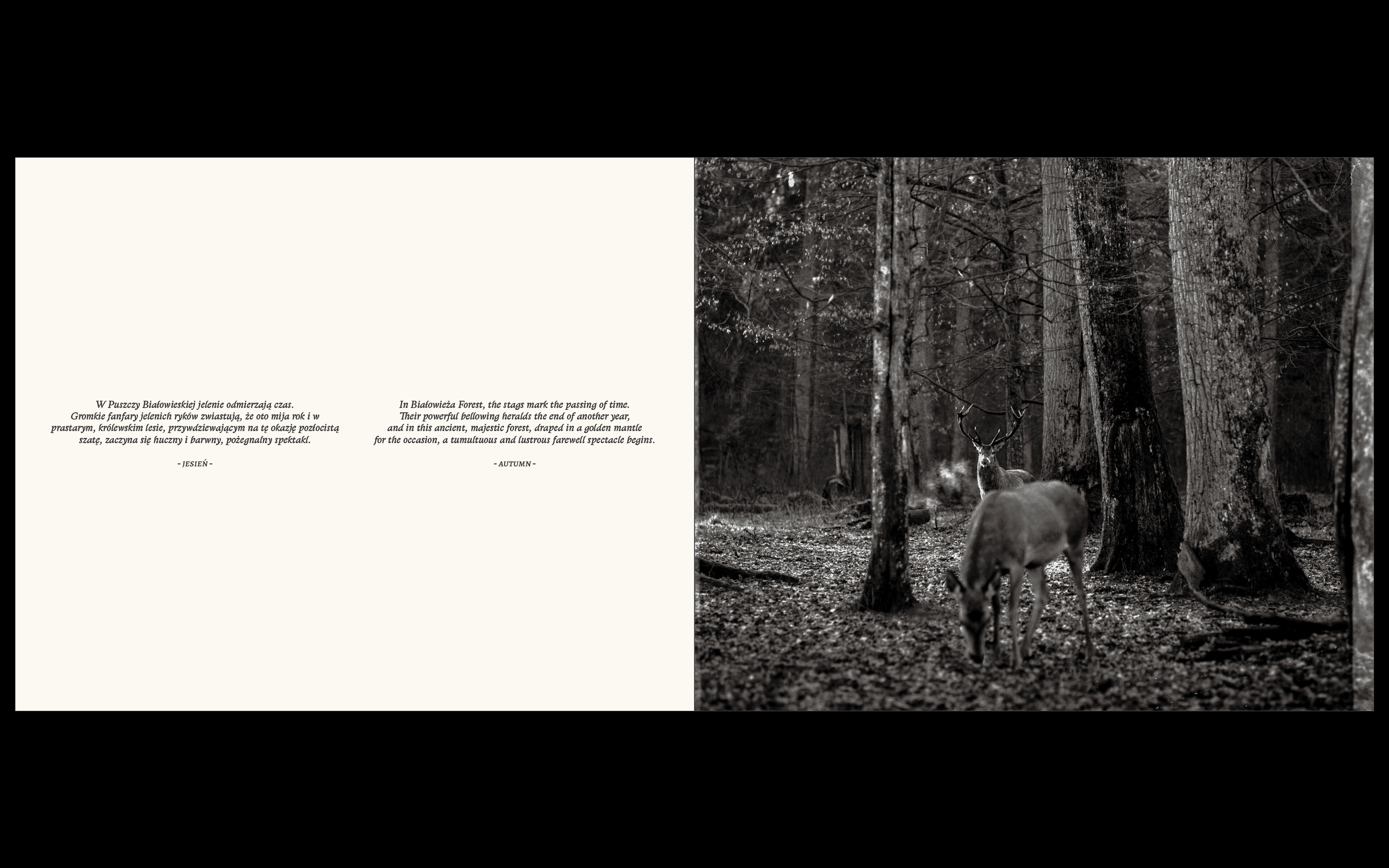 Białowieża, la forêt vivante de Simona Kossak & Lech Wilczek
