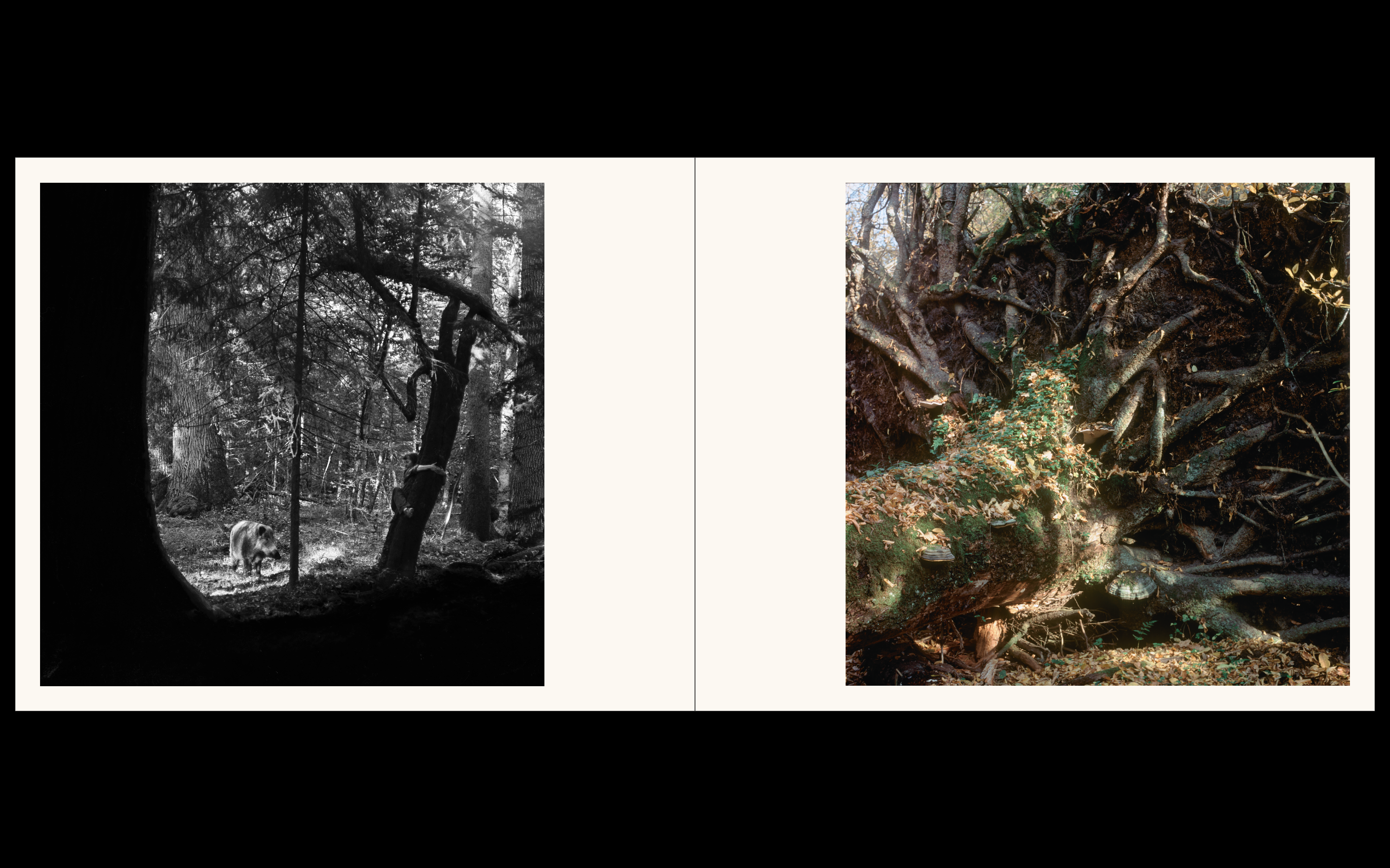 Białowieża, la forêt vivante de Simona Kossak & Lech Wilczek