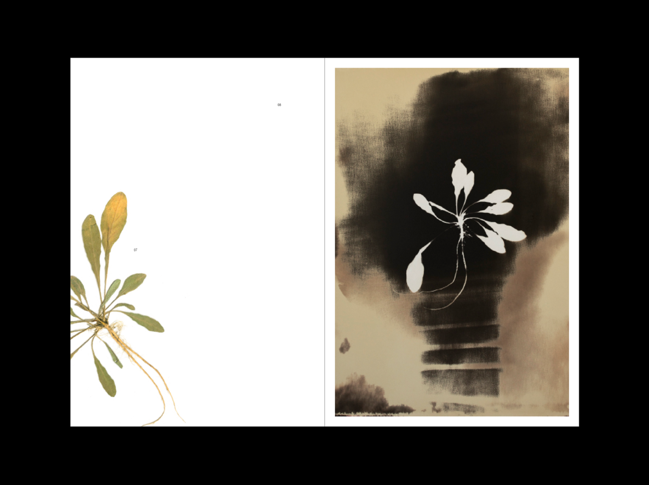 L’Herbe aux yeux bleus
