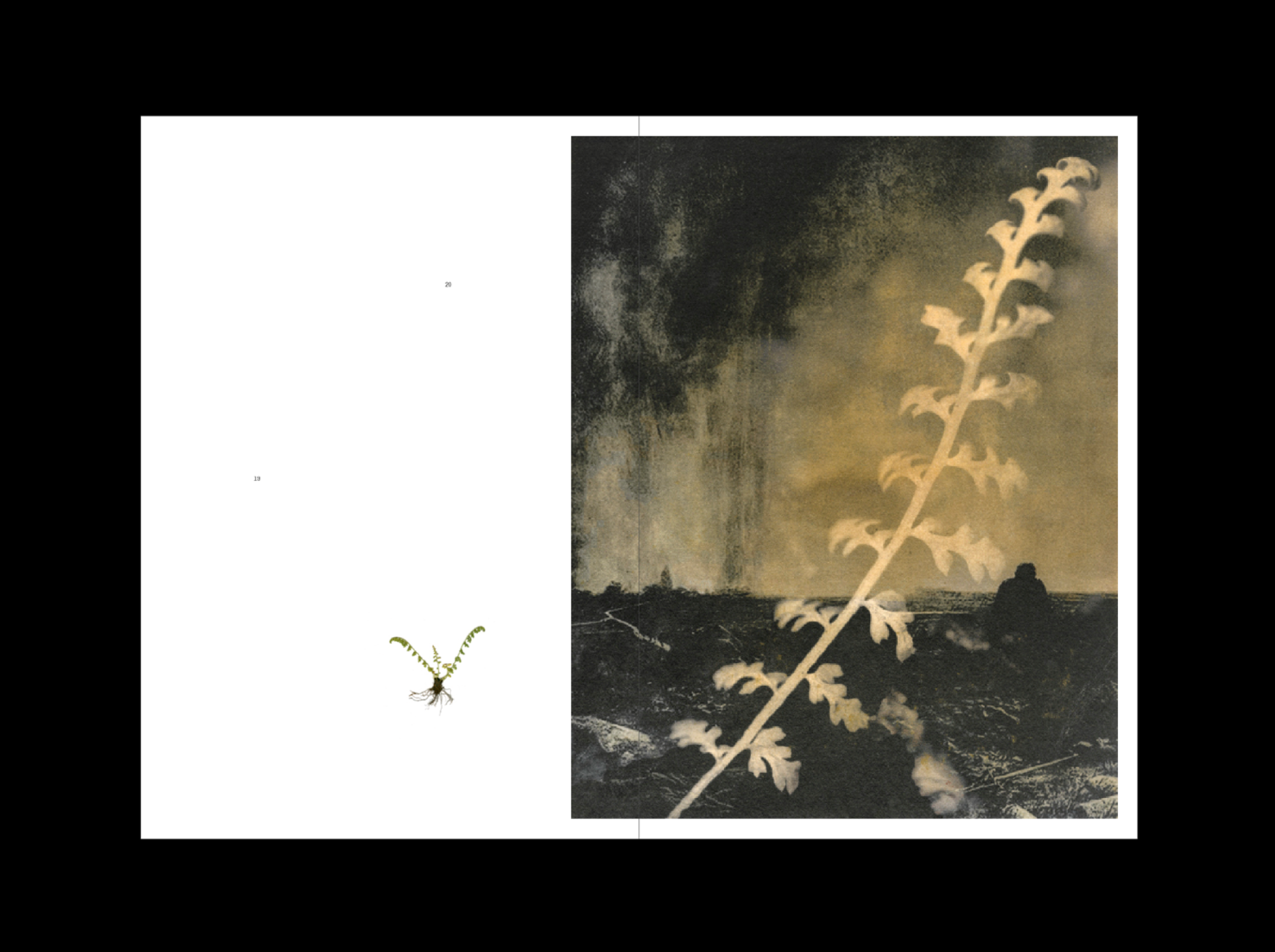L’Herbe aux yeux bleus